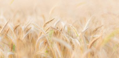 Bir buğday kulağını kapat. Buğday tarlası