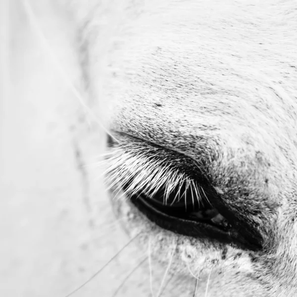 Detalhe foto macro de um cavalo branco — Fotografia de Stock