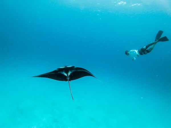 Underwater view of hovering Giant oceanic manta ray, Manta Birostris , and man free diving in blue ocean. Watching undersea world during adventure snorkeling tour on Maldives islands.