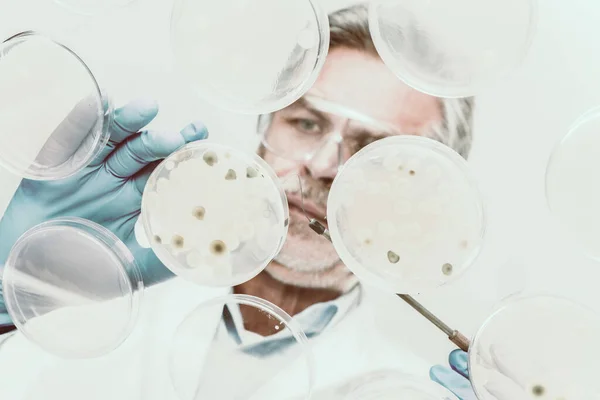 Männlicher Senior Life Science Forscher pfropft Bakterien. — Stockfoto