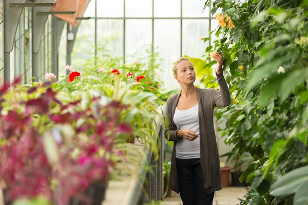 Floristas mulher que trabalha em estufa . — Fotografia de Stock