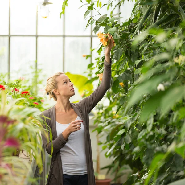 Florister kvinna som arbetar i växthus. — Stockfoto