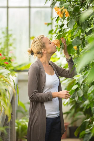 Florister kvinna som arbetar i växthus. — Stockfoto