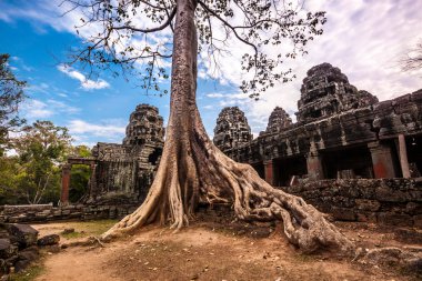 Ağacında Ta Phrom, Angkor Wat, Cambodia.