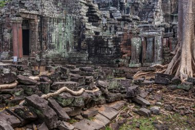 Ağacında Ta Phrom, Angkor Wat, Cambodia.