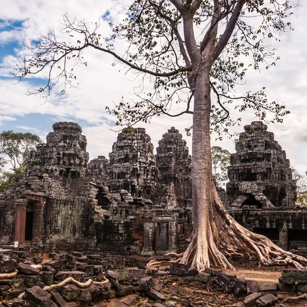 Árbol en Ta Phrom, Angkor Wat, Camboya . — Foto de Stock