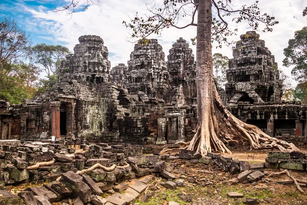 따 프롬, 앙코르 와트, 캄보디아에서 나무. — 스톡 사진