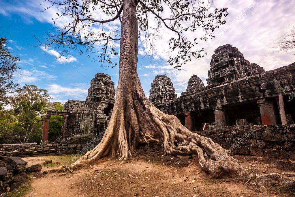 Tree in Ta Phrom, Angkor Wat, Cambodia.