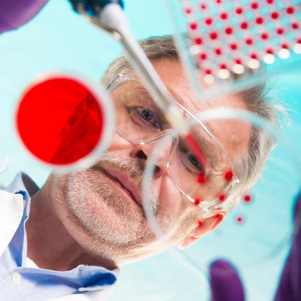 Senior life science researcher grafting bacteria. — Stock Photo, Image