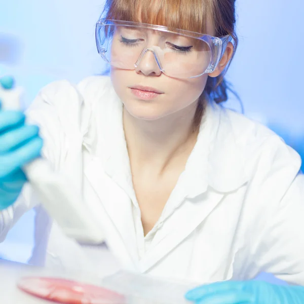 Atraente jovem cientista pipetagem. — Fotografia de Stock