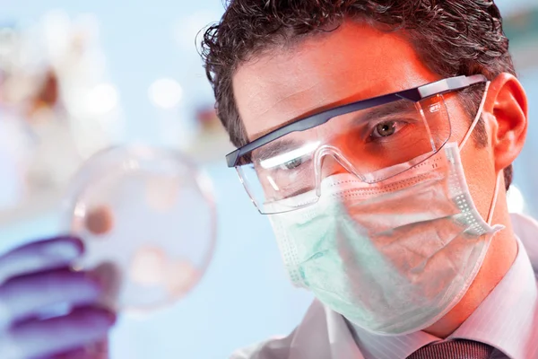 Cientista observando placa de Petri. — Fotografia de Stock