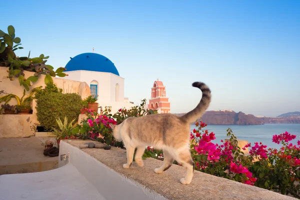 Kočka domácí ve vesnici Oia Santorini, Řecko. — Stock fotografie