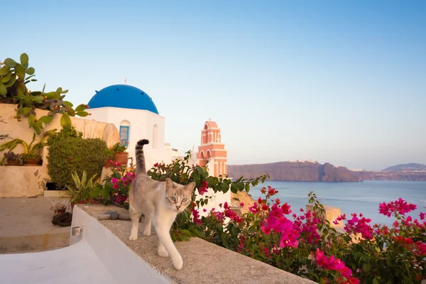 Gato doméstico na aldeia de Oia, Santorini, Grécia . — Fotografia de Stock