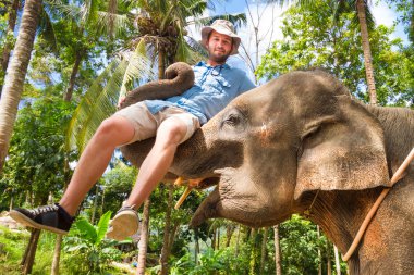 Elephan bir turist kaldırma.
