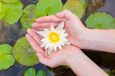Woman hands holding lotus flower clipart