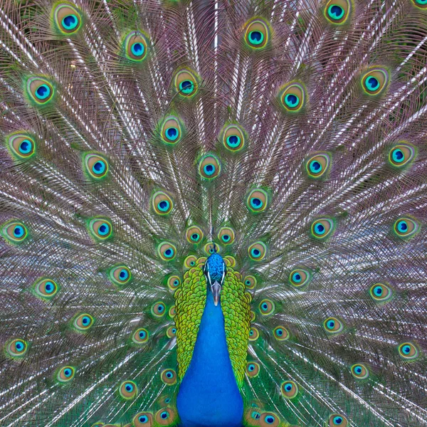 Peacock visar upp — Stockfoto