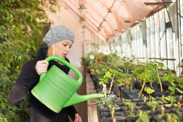 Florists woman working in greenhouse.