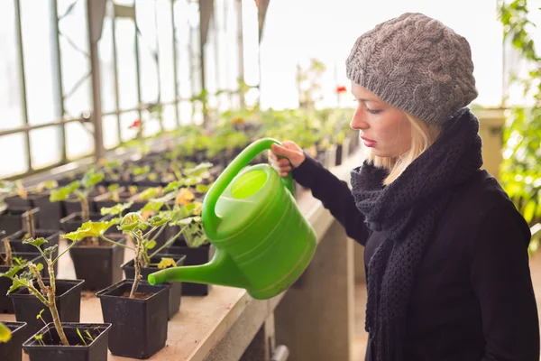 Florists woman working in greenhouse. — Stock Photo, Image