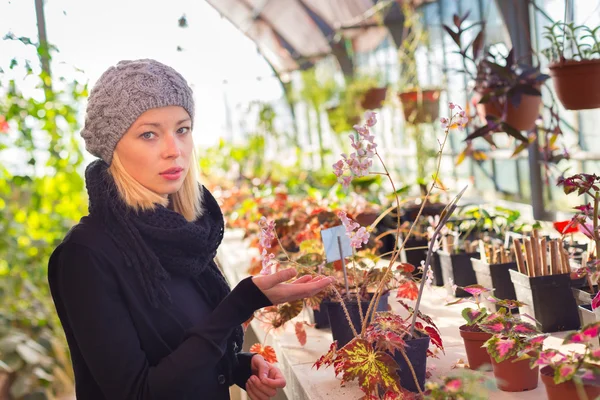 Florists woman working in greenhouse. — Stock Photo, Image