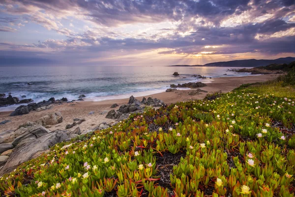 Paisaje costero en Corse, Francia, Europa . — Foto de Stock