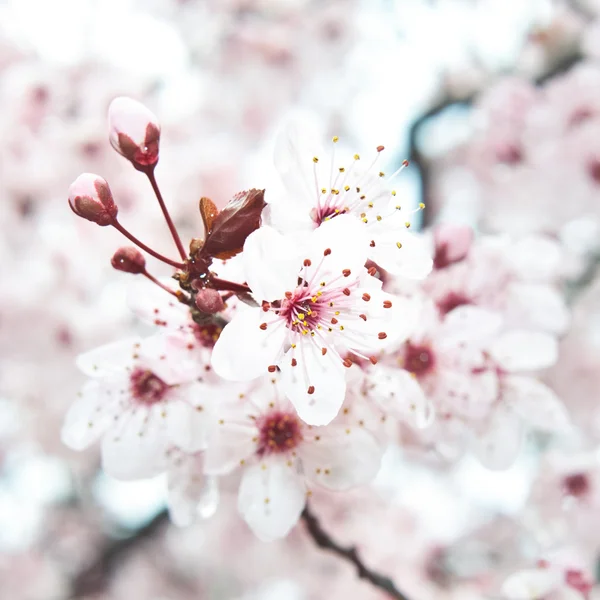 Blooming fruit tree — Stock Photo, Image