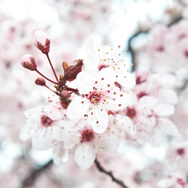 Arbre fruitier en fleurs — Photo