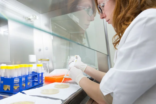 Cientista da vida pesquisando no laboratório. — Fotografia de Stock