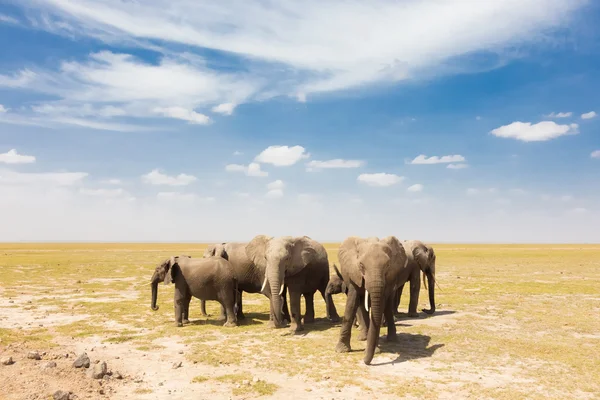 Loxodonta africana, Afrika bush fil. — Stok fotoğraf