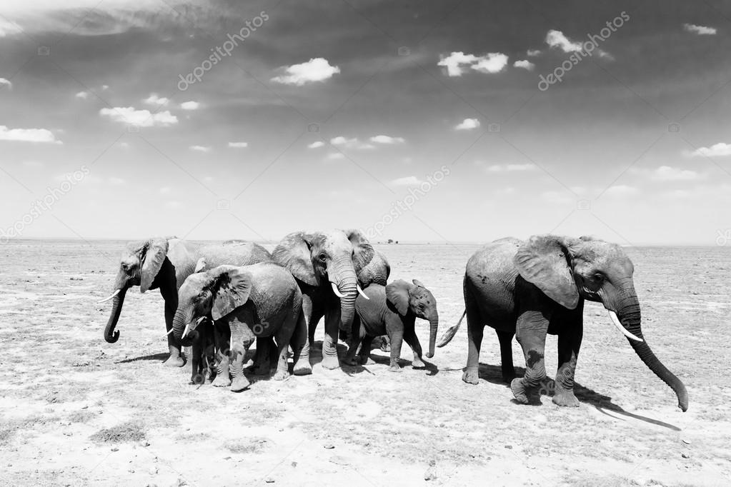 Loxodonta africana, African bush elephant.