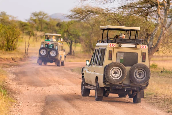 Jeeps em safári de vida selvagem africano . — Fotografia de Stock