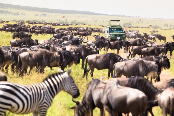 Jeeps em safári de vida selvagem africano . — Fotografia de Stock