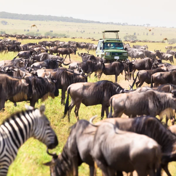 Jeeps auf Safari durch afrikanische Tierwelt. — Stockfoto
