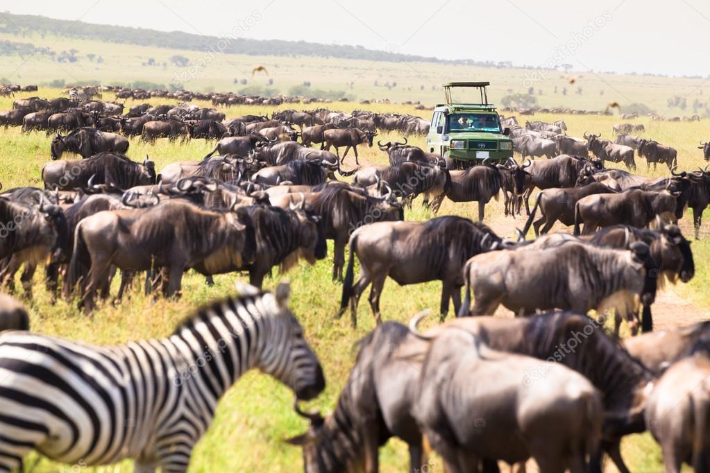 Jeeps on african wildlife safari.