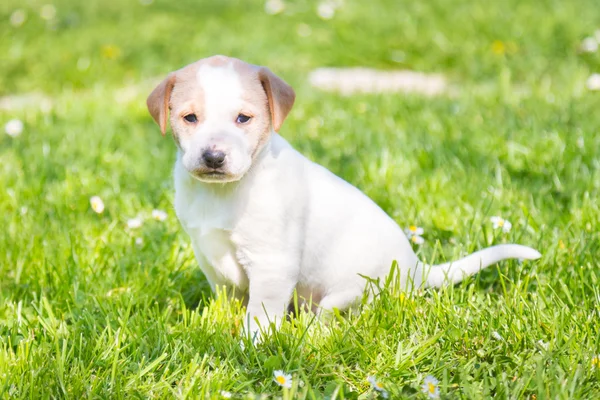 Misturado de raça bonito filhote de cachorro na grama . — Fotografia de Stock