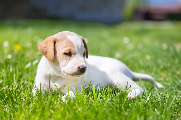 Mischlingswelpen niedlich auf Gras. — Stockfoto