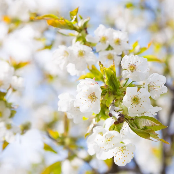 Blooming branch of the fruit tree — Stock Photo, Image