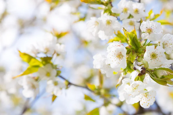 Blooming branch of the fruit tree — Stock Photo, Image