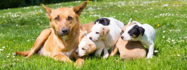 Karışık-breed şirin küçük köpek aile.