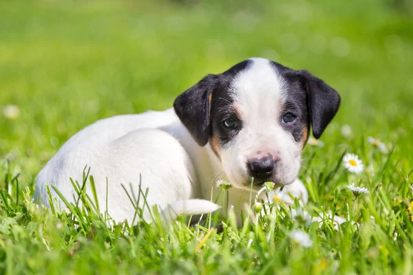 Mezclado-crianza lindo perrito en hierba . —  Fotos de Stock