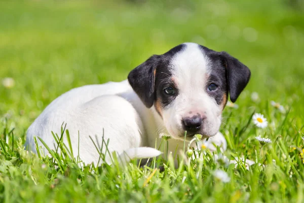 Blandad ras söt liten valp på gräs. — Stockfoto