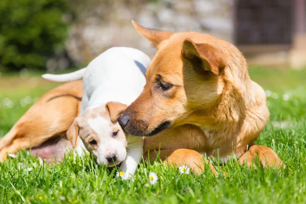 Mischlingshündchen niedlich kleine Hundefamilie. — Stockfoto