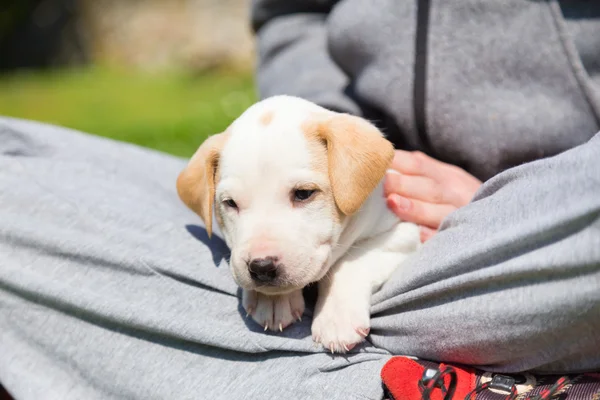 Misto-espécie bonito pouco filhote de cachorro no colo . — Fotografia de Stock