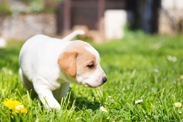 Mezclado-crianza lindo perrito en hierba . —  Fotos de Stock