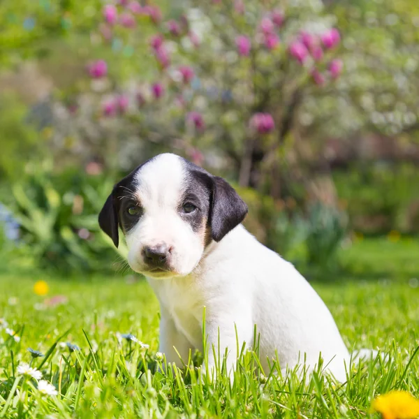 混血可爱的小狗在草地上. — 图库照片