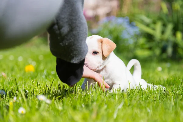 Mixed-breed cute little puppy in lap. — Stock Photo, Image