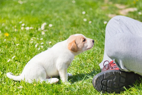 Mixed-breed cute little puppy in lap. — Stock Photo, Image