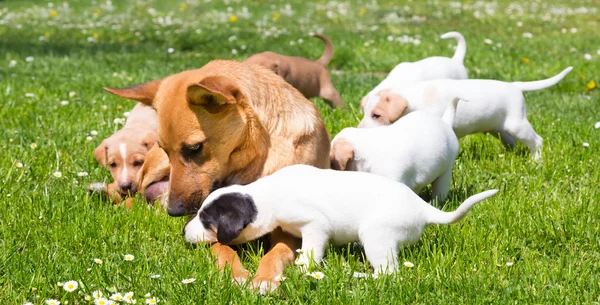 Mischlingshündchen niedlich kleine Hundefamilie. — Stockfoto