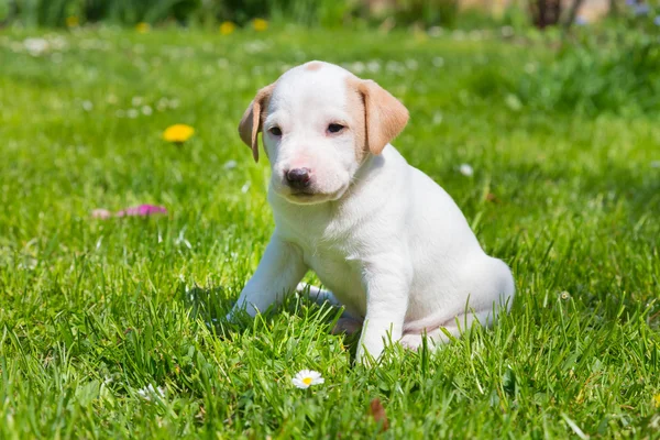 Blandad ras söt liten valp på gräs. — Stockfoto