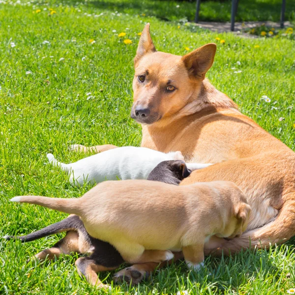 Змішана порода мила сім'я маленьких собак . — стокове фото