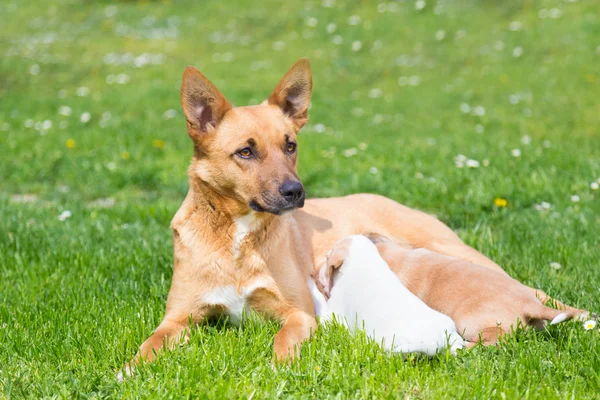 Blandad ras söta lilla hund familj. — Stockfoto